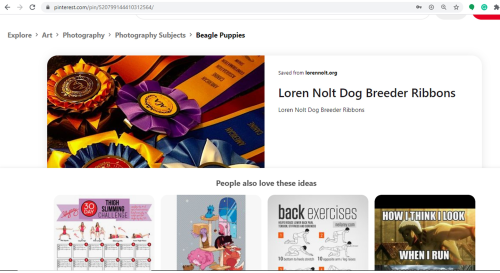 topbreeders, loren, nolt, dog, breeder, pinterest, images, loren-nolt, dog-breeder, east, earl, pa, pennsylvania, puppy, puppies, kennels, mill, puppymill, 5-star, aca, ica, registered, show handler, pug, daschund, usda, 23-a-0523, 23a0523, licensed, inspected